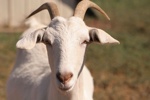 800Px-Goat Face