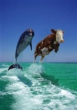 Flyingcow